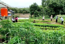 Tekan Kemiskinan, Pemerintah Arahkan Petani ke Tanaman Cepat Panen